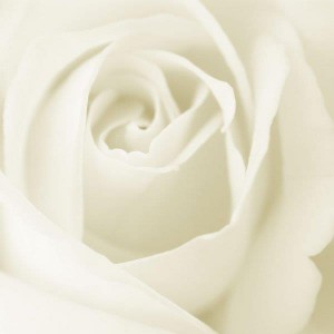 Белая Роза